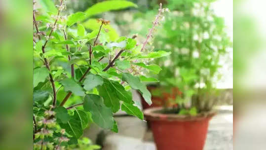 Tulsi Plant Vastu Tips తులసి పూజ చేసే సమయంలో ఈ పనులు తప్పక చేయాలని గుర్తుంచుకోండి...