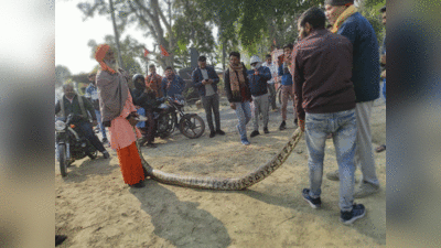 Python News : बाप रे! जब अचानक अलीगढ़ के गांव में निकला 10 फीट लंबा अजगर, ग्रामीणों ने ऐसे पकड़ा