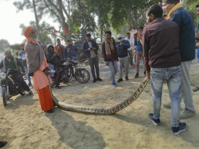 Python News : बाप रे! जब अचानक अलीगढ़ के गांव में निकला 10 फीट लंबा अजगर, ग्रामीणों ने ऐसे पकड़ा