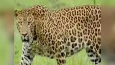 झारखंड में आदमखोर तेंदुए को मारने का आदेश जारी, प्रसिद्ध शिकारी नवाब सफत अली खान तलाश में जुटे