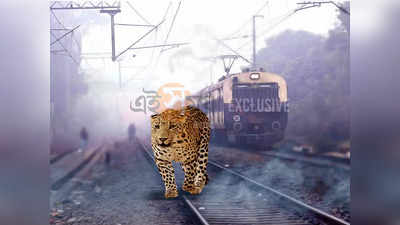 Leopard In Siliguri : শিলিগুড়ি স্টেশনে চিতাবাঘ! আতঙ্কে কাজ বন্ধ রেলকর্মীদের