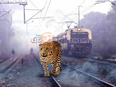 Leopard In Siliguri : শিলিগুড়ি স্টেশনে চিতাবাঘ! আতঙ্কে কাজ বন্ধ রেলকর্মীদের