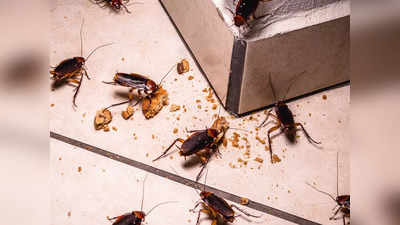 how to get rid of cockroaches: ఈ టిప్స్‌ ఫాలో ఐతే.. బొద్దింకలు ఇంటి నుంచి పారిపోతాయ్‌..!