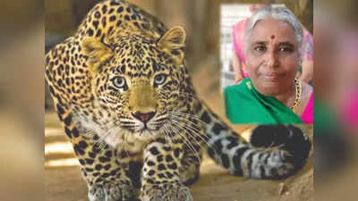 Leopard attack in T.Narasipura | ತಿ.ನರಸೀಪುರದಲ್ಲಿ ಮತ್ತೆ ಚಿರತೆ ದಾಳಿ: ಮಹಿಳೆಯ ಕುತ್ತಿಗೆ ಕಚ್ಚಿ ಬಲಿ ಪಡೆದ ಮೃಗ