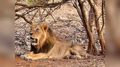 गुजरात: 143 साल बाद पहली बार बारदा सेंचुरी में दाखिल हुआ एशियाई शेर, वन विभाग ने बताया अच्छा संकेत