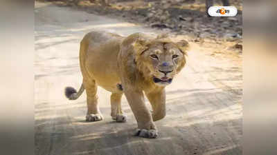 Asiatic Lion : প্রায় ১৫০ বছর পর বারডায় এশীয় সিংহ