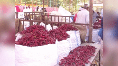 Dry Chilli Mela in Hubballi: कर्नाटक के हुबली में लगा सूखी लाल मिर्च का मेला, मिर्चियों की खरीद को उमड़ी भीड़