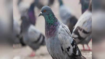 Man Kills Pigeons: ಬೆಕ್ಕು ಕದ್ದಿದ್ದಾನೆ ಎಂದು ಪಕ್ಕದ ಮನೆಯಾತ ಸಾಕಿದ್ದ 30 ಪಾರಿವಾಳಗಳನ್ನು ಕೊಂದ ಕ್ರೂರಿ