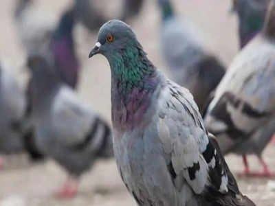 Man Kills Pigeons: ಬೆಕ್ಕು ಕದ್ದಿದ್ದಾನೆ ಎಂದು ಪಕ್ಕದ ಮನೆಯಾತ ಸಾಕಿದ್ದ 30 ಪಾರಿವಾಳಗಳನ್ನು ಕೊಂದ ಕ್ರೂರಿ