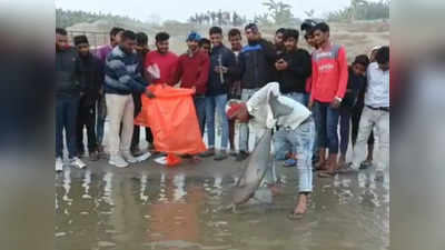 Dolphin का शव वैशाली में  गंगा नदी के किनारे मिला, शॉक की वजह से मौत की आशंका! पर्यावरणविदों की चिंता बढ़ी