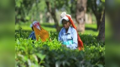 Tea Garden issues: अब छोटे चाय बागानों की समस्या होगी हल, कोर कमेटी गठित करेगी टी बोर्ड इंडिया