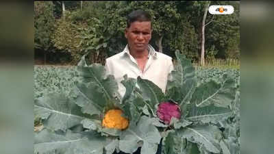 Purple Cauliflower : হরেক রঙের ফুলকপি চাষ করে তাক লাগালেন কোলাঘাটের চাষি, জানুন কী ভাবে?