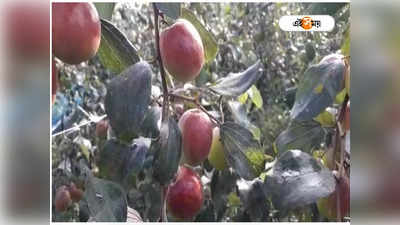 Basant Panchami 2023: দেখতে আপেল স্বাদে কুল! অভিনব ফল চাষে লাখ লাখ টাকা আয় কৃষকদের