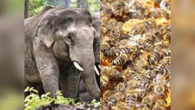 जंगली Elephants को खदेड़ने के लिए Bees की सेना बना रही MP सरकार, जानें पूरा प्लान