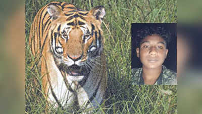 Tiger attack in Nagarahole: ನಾಗರಹೊಳೆ ವಲಯದಲ್ಲಿ ಹುಲಿ ದಾಳಿಗೆ ಬಳ್ಳೆ ಹಾಡಿಯ ಯುವಕ ಬಲಿ