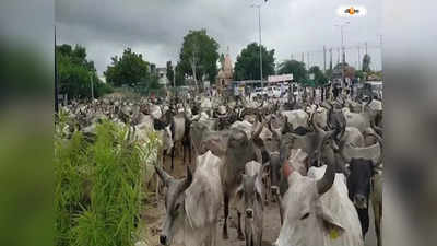 Gujarat Court on Cow : পারমাণবিক বিকিরণেও অটুট থাকবে গোবরে তৈরি বাড়ি, মন্তব্য গুজরাটের আদালতের