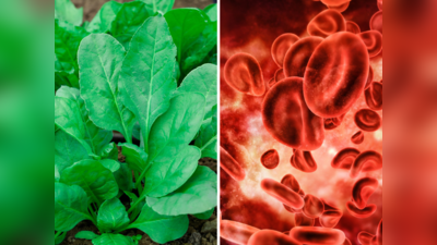 Iron in Spinach: खून बढ़ाने का टॉनिक है पालक, Nutritionist ने माना 6 सब्जियों में डालकर खाने से बढ़ेगा आयरन