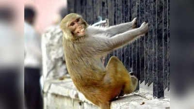 अलीगढ़ में बंदर की घुड़की से डरकर ताला कारोबारी चौथी मंजिल से गिरा, दर्दनाक मौत