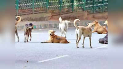 ಪೊಲೀಸರ ಹೆಗಲಿಗೆ ಬೀದಿ ನಾಯಿಗಳ ಸುರಕ್ಷತೆ ಹೊಣೆ: ವಾಹನ ಹರಿದು ಬೀದಿ ನಾಯಿ ಸತ್ತರೆ ಹಿಟ್‌ ಅಂಡ್‌ ರನ್‌ ಕೇಸ್‌