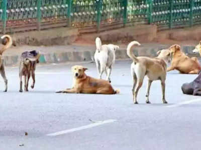 ಪೊಲೀಸರ ಹೆಗಲಿಗೆ ಬೀದಿ ನಾಯಿಗಳ ಸುರಕ್ಷತೆ ಹೊಣೆ: ವಾಹನ ಹರಿದು ಬೀದಿ ನಾಯಿ ಸತ್ತರೆ ಹಿಟ್‌ ಅಂಡ್‌ ರನ್‌ ಕೇಸ್‌