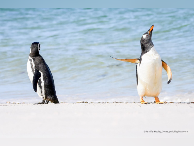 दोन पेंग्विनचं भांडण