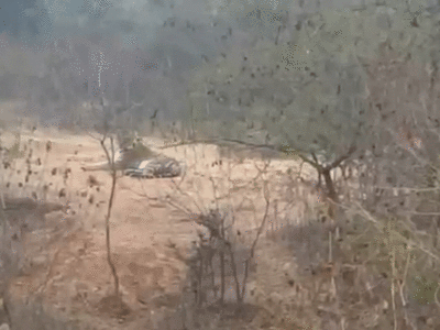 Jungle News : धूप निकली तो जंगलों में अंगड़ाई लेते हुए नजर आया बाघ, रानीपुर टाइगर में बढ़ रहा कुनबा