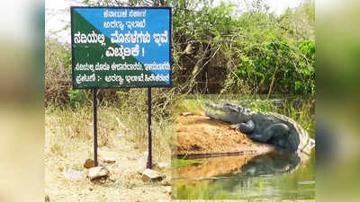 ಕುಮದ್ವತಿ ನದಿ ತಟದಲ್ಲಿ ಮೊಸಳೆ ಸಂಚಾರ: ರಟ್ಟಿಹಳ್ಳಿ ತಾಲೂಕಿನ ಹಳ್ಳಿಗಳಲ್ಲಿ ಆತಂಕದ ಕಾರ್ಮೋಡ