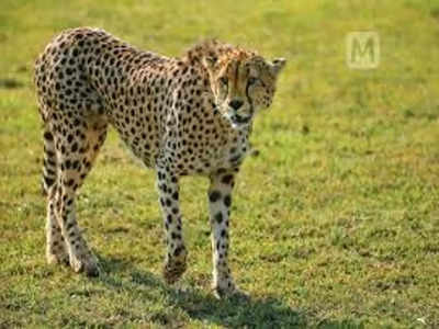 Kuno National Park में बीमार हुई मादा Cheetah, इलाज के लिए भोपाल से पहुंची टीम