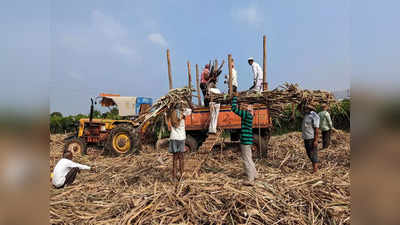 Haryana Farmers News: गन्ने का रेट बढ़ा सकती है खट्टर सरकार, हरियाणा के किसानों के लिए गुड न्यूज