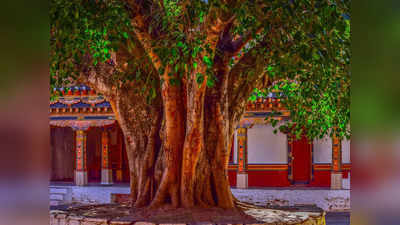 Trees Worship : ಪವಿತ್ರ ಗಿಡ ಮರಗಳಿಗೆ ರಕ್ಷಾ ಸೂತ್ರ : ದೇವರ ಅನುಗ್ರಹಕ್ಕೆ ಇದು ಉತ್ತಮ ಮಾರ್ಗವಂತೆ