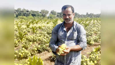 Agriculture success story - ಸೇವಂತಿಗೆ ಬೆಳೆದು ತಿಂಗಳಿಗೆ 1 ಲಕ್ಷಕ್ಕೂ ಮೀರಿದ ಆದಾಯ ಕಂಡ ಚಿತ್ರದುರ್ಗದ ರೈತ!