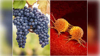 Benefits of Black Grapes: শুধু সবুজ নয়, কালো আঙুরও পুষ্টির খাজানা, বহু ঘাতক অসুখ প্রতিরোধে সাহায্য করে