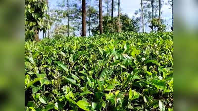 കനത്ത മഞ്ഞുവീഴ്ചയിൽ കരിഞ്ഞുണങ്ങി തേയില തോട്ടങ്ങൾ; പ്രതിസന്ധിയിലായി കർഷകർ