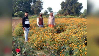 Good News: गेहूं-चने की खेती छोड़ी, फूलों की महक से गुलजार हो रहे चित्रकूट के किसानों के खेत