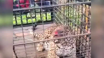 Leopard Captured - ಟಿ .ನರಸೀಪುರದಲ್ಲಿ ನರಭಕ್ಷಕ ಚಿರತೆ ಸೆರೆ; ಹೊಡೆದು ಸಾಯಿಸುವಂತೆ ಗ್ರಾಮಸ್ಥರ ಪಟ್ಟು