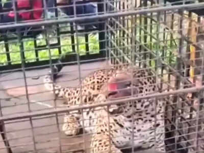 Leopard Captured - ಟಿ .ನರಸೀಪುರದಲ್ಲಿ ನರಭಕ್ಷಕ ಚಿರತೆ ಸೆರೆ; ಹೊಡೆದು ಸಾಯಿಸುವಂತೆ ಗ್ರಾಮಸ್ಥರ ಪಟ್ಟು