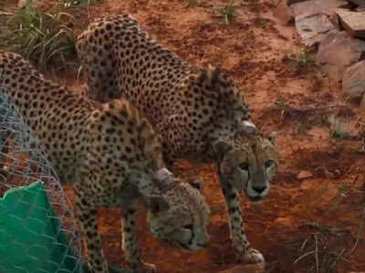 Cheetah Falls Ill: ನಮೀಬಿಯಾದಿಂದ ಬಂದ ಹೆಣ್ಣು ಚೀತಾ ಅಸ್ವಸ್ತ; ಕಿಡ್ನಿ ಸಮಸ್ಯೆಯಿಂದ ಬಳಲುತ್ತಿರುವ ಸಾಶಾ