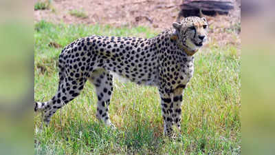 Kuno में मादा Cheetah शाशा की बीमारी का चला पता, किडनी में संक्रमण के साथ ये हैं दिक्कतें, बढ़ी बेचैनी