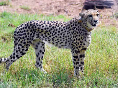 Kuno में मादा Cheetah शाशा की बीमारी का चला पता, किडनी में संक्रमण के साथ ये हैं दिक्कतें, बढ़ी बेचैनी