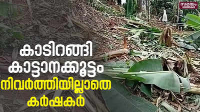 വീണ്ടും ജനവാസ മേഖലയിൽ നാശം വിതച്ച് കാട്ടാനക്കൂട്ടം