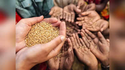 Wheat Price: मोदी सरकारचा मोठा निर्णय, गव्हाचे दर इतक्या रुपयांनी कमी होणार