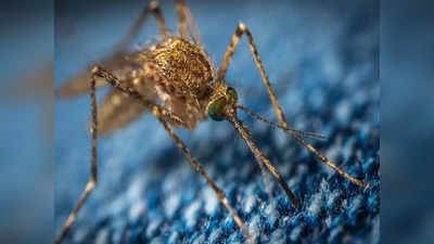 Mosquito Killer Machine: मच्‍छरों को ढूंढ ढूंढकर उनका खात्‍मा करेंगी ये मशीन, लो बजट में ही कर लें ऑर्डर