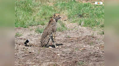 Cheetah In India : দক্ষিণ আফ্রিকা সরকারের সঙ্গে নয়া চুক্তি, ভারতে আসছে আরও ১০০টি চিতা