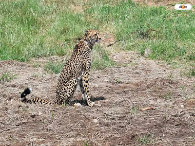 Cheetah In India : দক্ষিণ আফ্রিকা সরকারের সঙ্গে নয়া চুক্তি, ভারতে আসছে আরও ১০০টি চিতা