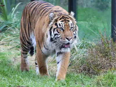 Ballia Tiger Attack: मछली मारने तालाब जा रहे थे 2 दोस्‍त, अचानक जंगल से निकला बाघ और...