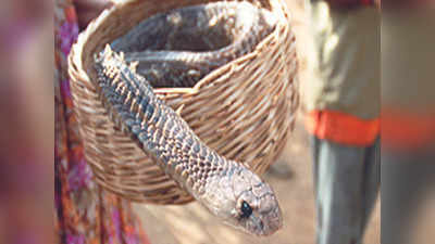 Selfie With Snake: ಹಾವಿನ ಜತೆ ಸೆಲ್ಫಿ: ಹುಚ್ಚಾಟಕ್ಕೆ ಮುಂದಾಗಿ ಜೀವ ಕಳೆದುಕೊಂಡ ಯುವಕ