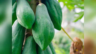 papaya benefits in Tamil : பப்பாளி காயை வாரத்துல ஒரு நாள் சாப்பிடுங்க... இந்த பலனெல்லாம் கிடைக்கும்...
