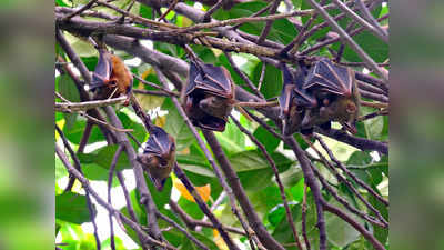Bats : ಬಾವಲಿ ಮನೆಯೊಳಗೆ ಬಂದರೆ ಶುಭನಾ... ಅಶುಭನಾ... : ಏನಿದೆ ನಂಬಿಕೆ...?