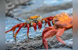 Arctic Snow Crab: आर्कटिक के खजाने तक पहुंचने की राह में रोड़ा बने केकड़े, दबा है इतना काला सोना कि मालामाल हो जाए दुनिया