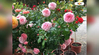 Rose Tree : কিংবদন্তিকে বাঙালির কুর্নিশ, গোলাপের নয়া প্রজাতি লতা দিদি